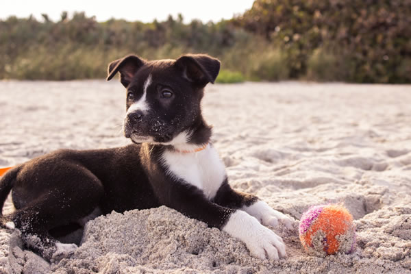 about_dog